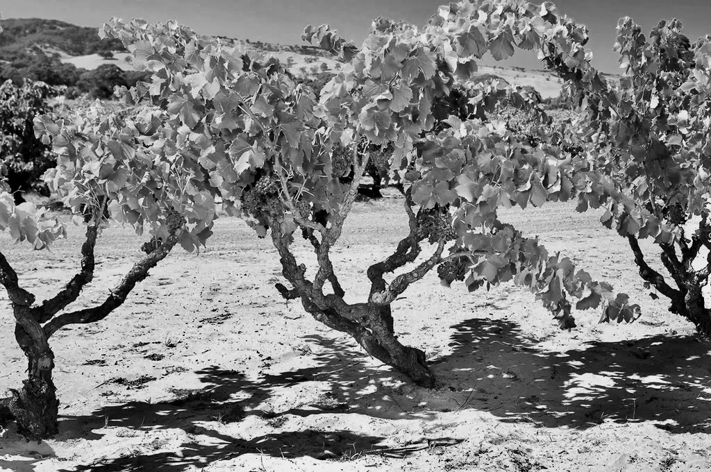 Illustration for the article Sands, Sea Breeze, and Pink Bubbles: The Resilient Soul of Ferrara’s Vineyards